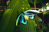 Queen Alexandra's birdwing (Ornithoptera alexandrae)