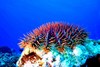 Crown-of-thorns starfish (Acanthaster planci)