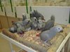 African grey parrots, chicks and eggs for sale