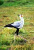 Secretary bird (Sagittarius serpentarius)