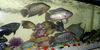 My Aquarium Fish...