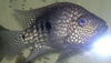 My Aquarium Fish...