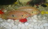 My Aquarium Fish...