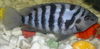 My Aquarium Fish...