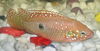 My Aquarium Fish...
