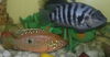 My Aquarium Fish...