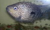 My Aquarium Fish...