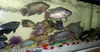 My Aquarium Fish...