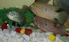 My Aquarium Fish...