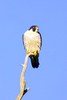 Peregrine falcon