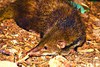 Liberian mongoose (Liberiictis kuhni)