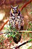 Long-eared owl (Asio otus)