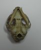 Scull of the cat