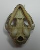Scull of the cat