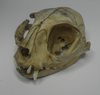 Scull of the cat