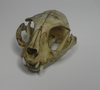 Scull of the cat