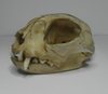 Scull of the cat