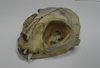 Scull of the cat