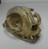 Scull of the cat