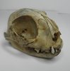 Scull of the cat