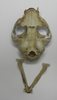 Scull of the cat