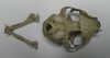 Scull of the cat