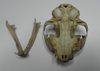 Scull of the cat