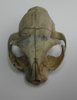 Scull of the cat