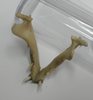 Scull of the cat