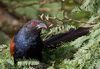 Greater Coucal - Centropus sinensis