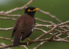 Common Myna - Acridotheres tristis