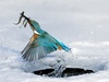 Fish kebab: The kingfisher breaks the surface with a meal of three tasty bites