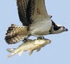 A fish's free flight with an osprey!