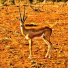 Grant's gazelle