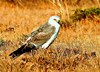 Pallid harrier (Circus macrourus)