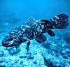 Coelacanth (Latimeria chalumnae)