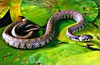 Grass snake