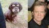 Celebrity Animal Look Alike - Dog vs. William H. Macy