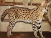 Stunning F1 & F2 Savannah and Bengal Kittens