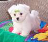 Cute Maltese Puppies For R-Homing