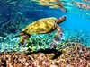 Green turtle (Chelonia mydas)