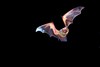 Hoary bat (Lasiurus cinereus)