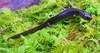 Siskiyou Mountains salamander (Plethodon stormi)