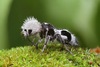 Panda Ant (Euspinolia ornatula)