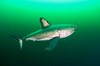 Salmon shark (Lamna ditropis)