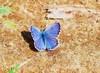 Sinai baton blue (Pseudophilotes sinaicus)