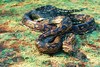 African rock python (Python sebae)