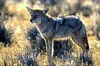 Coyote (Canis latrans)