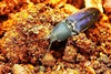 Violet click beetle (Limoniscus violaceus)