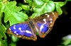 Purple emperor butterfly (Apatura iris)